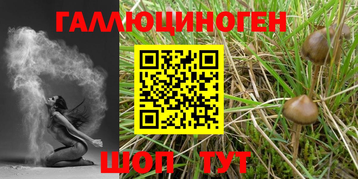 Галлюциногенные грибы Psilocybe Киржач